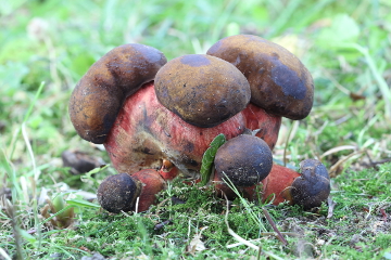 Pilz des Monats: Flockenstieliger Hexen-Röhrling - Boletus erythropus