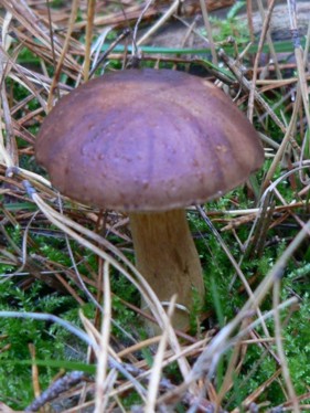 Marone im Kiefernwald Marone im Kiefernwald